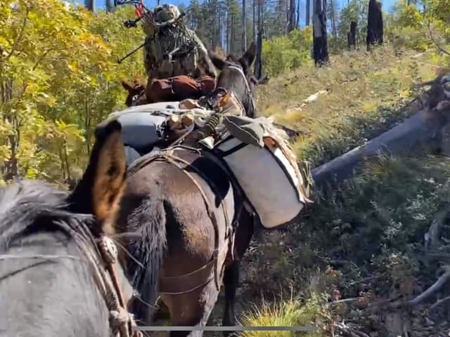Elk Hunting Excellence