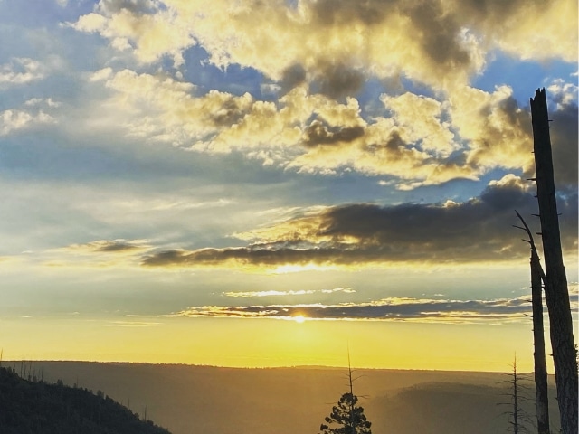 Mule Deer Trophy 180"+